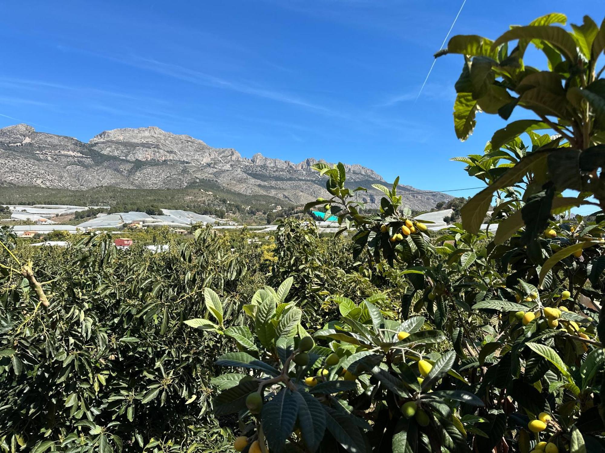 Casa Rural Altaret Callosa de Ensarriá Eksteriør billede